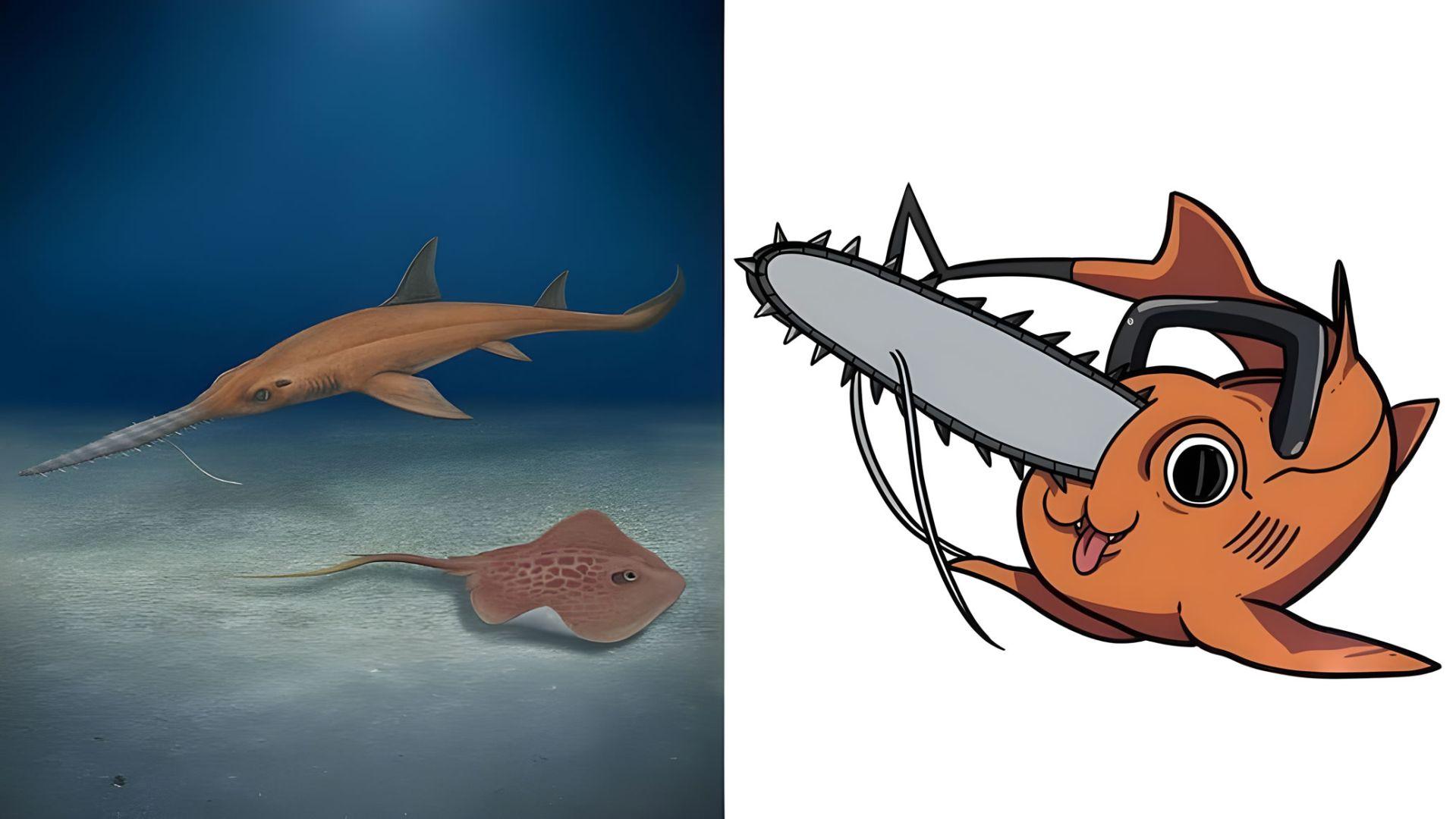 Fossiles de dents du requin Pochitaserra patriciacanalae découverts au Chili