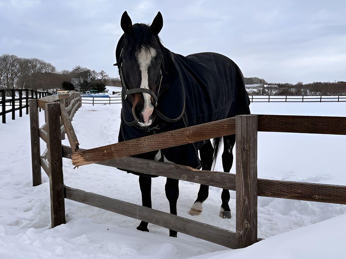 Tanino Gimlet devant une clôture endommagée à la Versailles Resort Farm